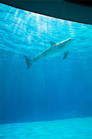 fabthi (artist) - Bottle-nosed dolphin photographed through the glass of an aquarium pool with backlight of sunbeams Foto de stock - Super Valor sin royalties y Suscripción, Código: 400-05067711