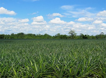 pineapple field pic - tropical pineapple field with fluffy clouds Photographie de stock - Aubaine LD & Abonnement, Code: 400-05067823