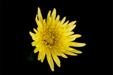 simsearch:400-04432314,k - Yellow flower on black background Stock Photo - Budget Royalty-Free & Subscription, Code: 400-05068274