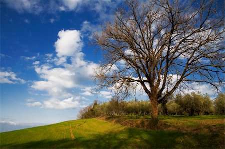 fabthi (artist) - Paysage idyllique d'un gros vieux chêne avec ciel bleu et nuages blancs en arrière-plan Photographie de stock - Aubaine LD & Abonnement, Code: 400-05068398