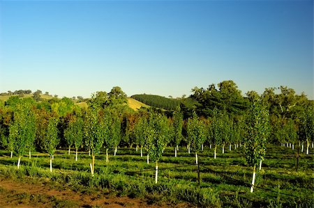 Fresh Orchard Farm with hills in the distance Stock Photo - Budget Royalty-Free & Subscription, Code: 400-05068486