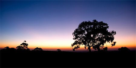 simsearch:400-04016295,k - Silhouette of Tree outback Australian plains Stockbilder - Microstock & Abonnement, Bildnummer: 400-05068487