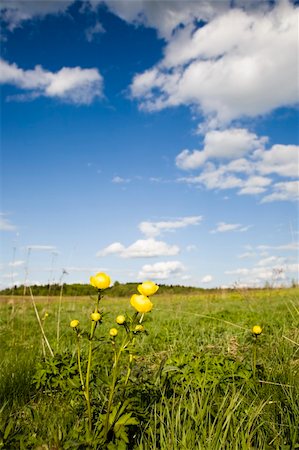 simsearch:400-04332610,k - European Spring Landscape. Yellow Flowers and Blue Sky. Stock Photo - Budget Royalty-Free & Subscription, Code: 400-05068547