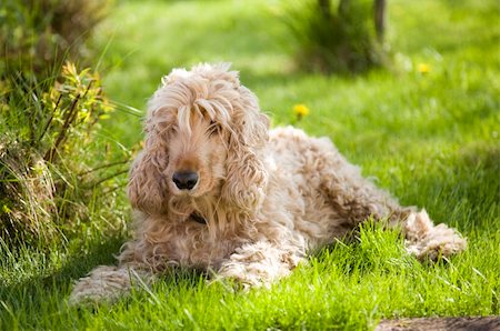 simsearch:400-07501422,k - Happy Dog Enjoying The Spring Day Stock Photo - Budget Royalty-Free & Subscription, Code: 400-05068552