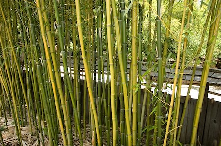 A traditional Japanese garden in California. Stock Photo - Budget Royalty-Free & Subscription, Code: 400-05068842