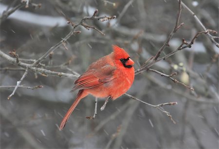 Male Northern Cardinal (cardinalis cardinalis) in an apple tree Stock Photo - Budget Royalty-Free & Subscription, Code: 400-05068868