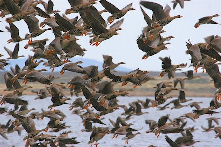 simsearch:400-06483680,k - Large flock of Greater White-fronted Geese (Anser albifrons) taking flight Stockbilder - Microstock & Abonnement, Bildnummer: 400-05068873