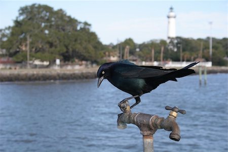 simsearch:400-08430082,k - A blackbird resting on a water spigot at seaside waiting on water Foto de stock - Super Valor sin royalties y Suscripción, Código: 400-05069173