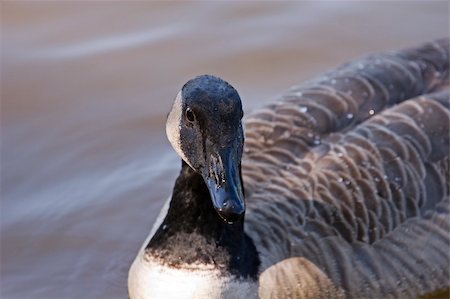 simsearch:400-04741059,k - Close up of a goose looking towards camera Stockbilder - Microstock & Abonnement, Bildnummer: 400-05069181