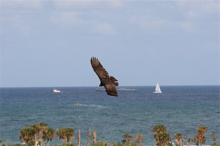 Turkey Vulture soaring over an inland waterway Photographie de stock - Aubaine LD & Abonnement, Code: 400-05069198