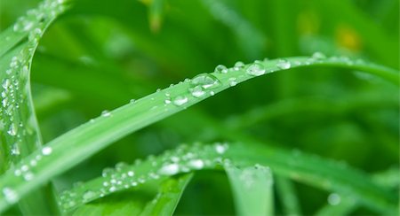 rain drops on grass Foto de stock - Super Valor sin royalties y Suscripción, Código: 400-05069258