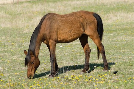 simsearch:400-05380126,k - A brown horse eating some grass in the pasture Photographie de stock - Aubaine LD & Abonnement, Code: 400-05069312
