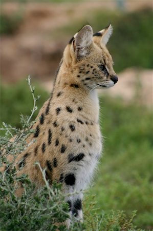 serval - Serval Foto de stock - Super Valor sin royalties y Suscripción, Código: 400-05069441