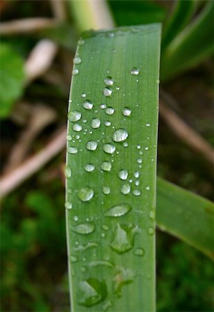 close-up of morning dew, shallow DOF Foto de stock - Royalty-Free Super Valor e Assinatura, Número: 400-05069696