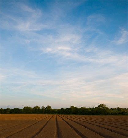 ploughed field england - Field ready for planting of crops in Norfolk, East Anglia. Stock Photo - Budget Royalty-Free & Subscription, Code: 400-05069980