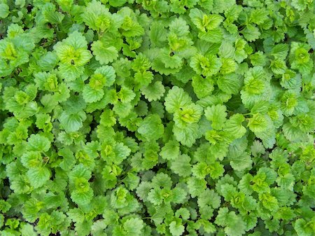 dead nettle - Close up of fresh green dead-nettle. Background. Stock Photo - Budget Royalty-Free & Subscription, Code: 400-05060116