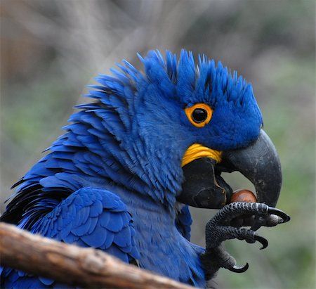 simsearch:400-06423262,k - tropical blue parrot eating a nut Photographie de stock - Aubaine LD & Abonnement, Code: 400-05060193