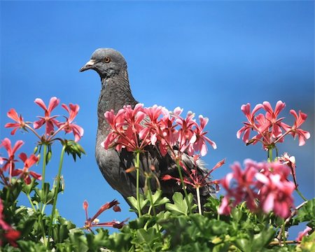 Close view of a pigeon standing behind red flowers Stock Photo - Budget Royalty-Free & Subscription, Code: 400-05060241