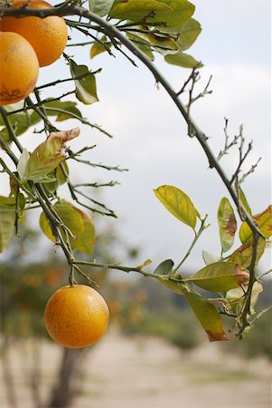 florida orange groves - Beautiful oranges on bush in hot summer Stock Photo - Budget Royalty-Free & Subscription, Code: 400-05060568