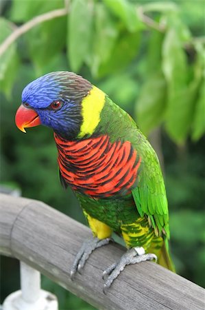 simsearch:400-04394305,k - Parrot perched on a branch in the tropics Foto de stock - Super Valor sin royalties y Suscripción, Código: 400-05060623