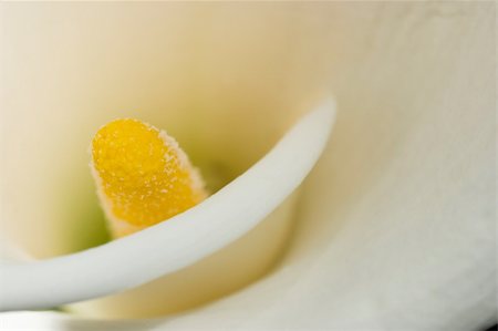 Inside a white cally lily Photographie de stock - Aubaine LD & Abonnement, Code: 400-05060849