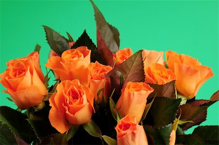 simsearch:400-04842608,k - Orange rose in front of green background Stock Photo - Budget Royalty-Free & Subscription, Code: 400-05061164