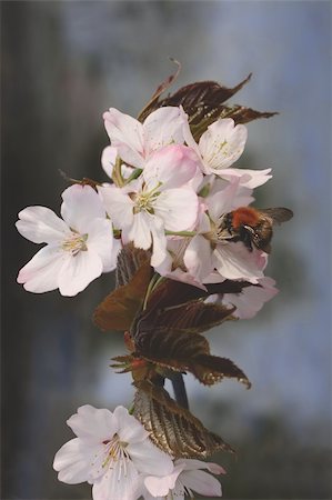 Bumblebee on flowers of Japanese cherry Stock Photo - Budget Royalty-Free & Subscription, Code: 400-05061195