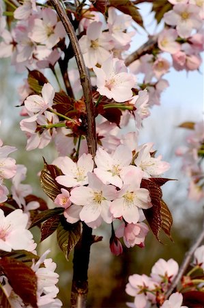Japanese cherry in blossom Stock Photo - Budget Royalty-Free & Subscription, Code: 400-05061196