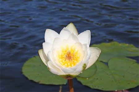 White water lily on lake water Stock Photo - Budget Royalty-Free & Subscription, Code: 400-05061197