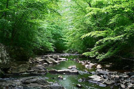 View of a peaceful creek surrounded by trees Stock Photo - Budget Royalty-Free & Subscription, Code: 400-05061352
