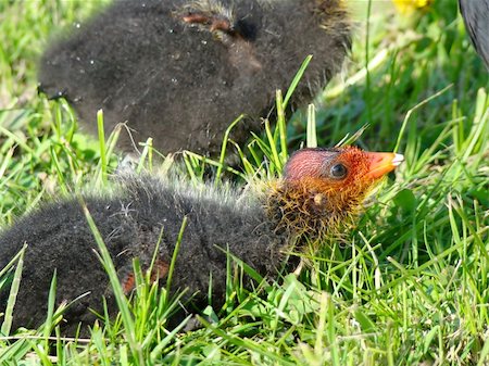 rallidae - An ugly eurasian coot chicken Foto de stock - Super Valor sin royalties y Suscripción, Código: 400-05061418