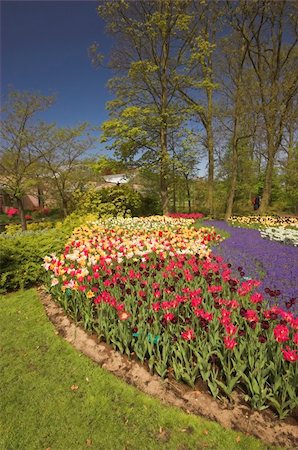 Flowery field of different kinds of flowers in Spring in the exhibition in Keukenhof Stock Photo - Budget Royalty-Free & Subscription, Code: 400-05061427