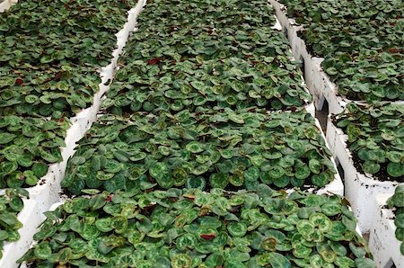 Crate full of cyclamen in a greenhouse Stockbilder - Microstock & Abonnement, Bildnummer: 400-05061442