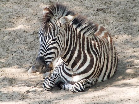 simsearch:400-04432206,k - Photograph of a young zebra lying down in the sand Stock Photo - Budget Royalty-Free & Subscription, Code: 400-05061540