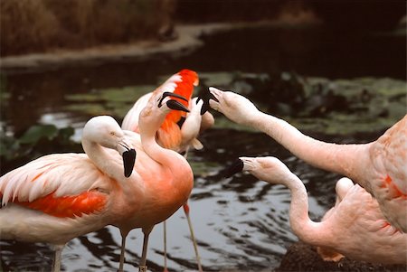 The Greater Flamingo (Phoenicopterus roseus) is the most widespread species of the flamingo family. Photographie de stock - Aubaine LD & Abonnement, Code: 400-05061623