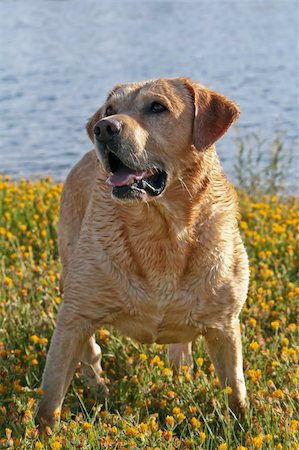 simsearch:400-08314976,k - Labrador Retriever playing into the river Stock Photo - Budget Royalty-Free & Subscription, Code: 400-05061644