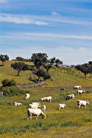 Some cows in mountain hills in Portugal Stock Photo - Budget Royalty-Free & Subscription, Code: 400-05061645