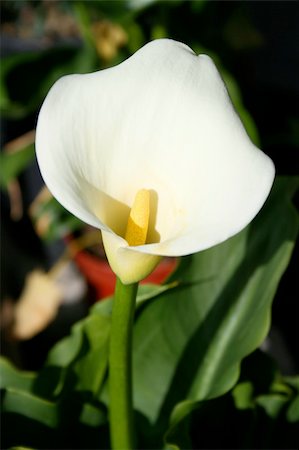 Close up of a cala lily flower. Photographie de stock - Aubaine LD & Abonnement, Code: 400-05061770