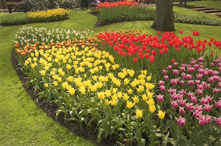 field of daffodil pictures - Flowery field of different kinds of flowers in Spring in the exhibition in Keukenhof Stock Photo - Budget Royalty-Free & Subscription, Code: 400-05061904