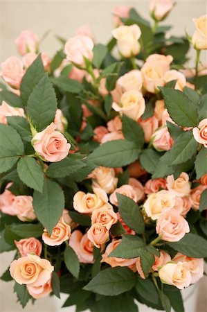 simsearch:400-04010093,k - Beauty in nature - boquet of pink delicate roses Foto de stock - Super Valor sin royalties y Suscripción, Código: 400-05062071