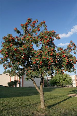 domestica - Rowan on blue sky. Sorbus aucuparia. Photographie de stock - Aubaine LD & Abonnement, Code: 400-05062107