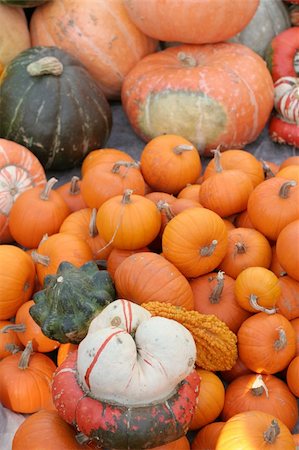 simsearch:400-07089027,k - Assortment of fall pumpkins and parsnip Stock Photo - Budget Royalty-Free & Subscription, Code: 400-05062102