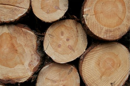 Lumbers in crosscut, timber industry. This picture can be usefull for timber industry or wooden business Stock Photo - Budget Royalty-Free & Subscription, Code: 400-05062191