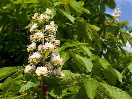 dragunov (artist) - The chestnut tree in bloom Stock Photo - Budget Royalty-Free & Subscription, Code: 400-05062238