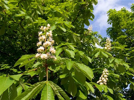 dragunov (artist) - The chestnut tree in bloom Stock Photo - Budget Royalty-Free & Subscription, Code: 400-05062239
