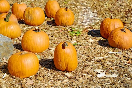 simsearch:400-05709481,k - Freshly harvested pumpkins for sale at a local market Stock Photo - Budget Royalty-Free & Subscription, Code: 400-05062368
