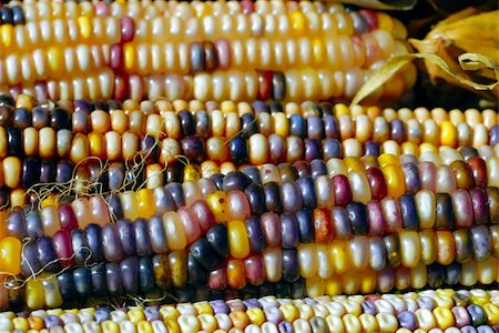 Freshly harvested Indian corn arranged for sale at a local market Photographie de stock - Aubaine LD & Abonnement, Code: 400-05062379