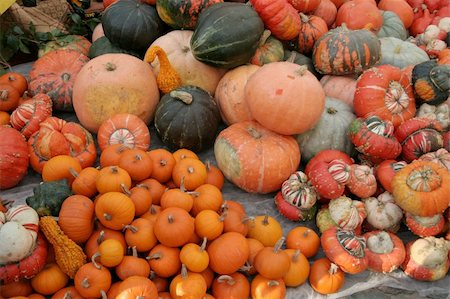 simsearch:400-05270213,k - Assortment of fall pumpkins and parsnip Foto de stock - Royalty-Free Super Valor e Assinatura, Número: 400-05062409