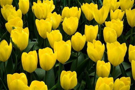 Fosteriana Tulip Yellow Empress Stock Photo - Budget Royalty-Free & Subscription, Code: 400-05062524
