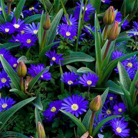 Anemone Blanda Gemengd flowers surrounded by Tulips Stock Photo - Budget Royalty-Free & Subscription, Code: 400-05062525